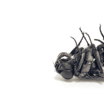 Caca de Moscas en tu Hogar. Consejos y Trucos Efectivos 2 caca de moscas en tu hogar consejos y trucos efectivos