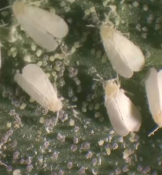 Plantas que ahuyentan moscas: cuáles sirven de verdad y cómo usarlas 1 como ahuyentar moscas con plantas los mejores estrategias y consejos