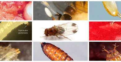Cómo controlar las Moscas de Mongolia 6 como controlar las moscas de mongolia
