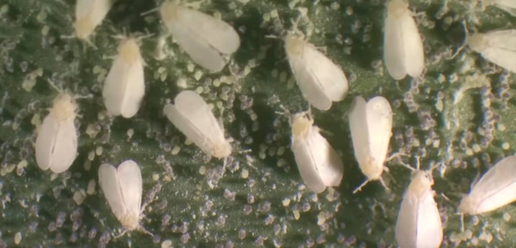 como deshacerse de las moscas blancas en plantas 5 remedios caseros efectivos