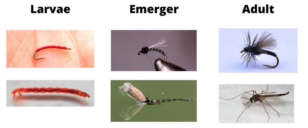 Consejos para la Pesca con Mosca: Guía Práctica para Principiantes 1 consejos para la pesca con mosca guia practica para principiantes