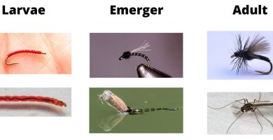 Consejos para la Pesca con Mosca: Guía Práctica para Principiantes 8 consejos para la pesca con mosca guia practica para principiantes