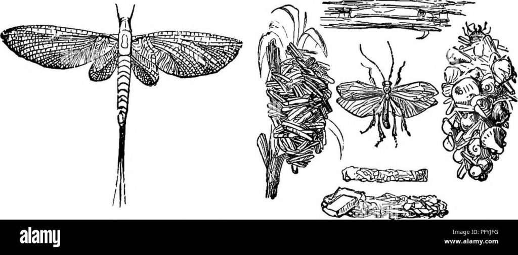 Mosca Carnívora: conócela a fondo 1 mosca carnivora conocela a fondo