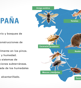 Moscas Españolas: Consejos para erradicarlas 2 moscas espanolas consejos para erradicarlas