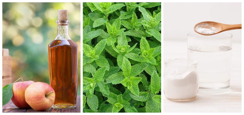 Picaduras de Moscas: Cómo Prevenir y Tratarlas 1 picaduras de moscas como prevenir y tratarlas