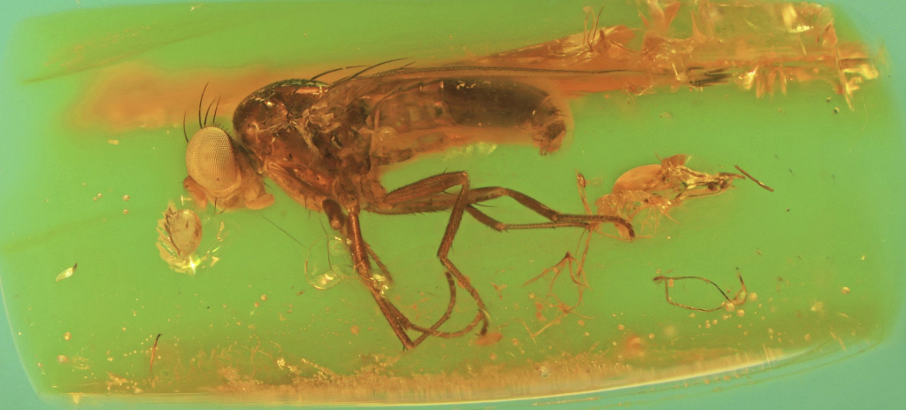 ¿Por qué las moscas pican? La picadura de mosca 1 por que las moscas pican la picadura de mosca