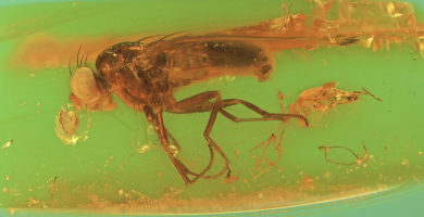 ¿Por qué las moscas pican? La picadura de mosca 7 por que las moscas pican la picadura de mosca