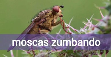 Sonidos de las moscas: descúbrelos y cómo beneficiarte de ellos 9 sonidos de las moscas descubrelos y como beneficiarte de ellos