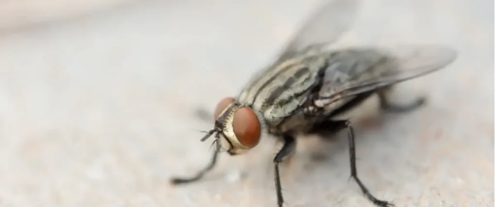 huevo de mosca