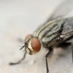 huevo de mosca