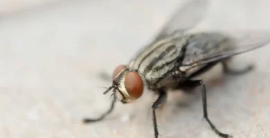 huevo de mosca