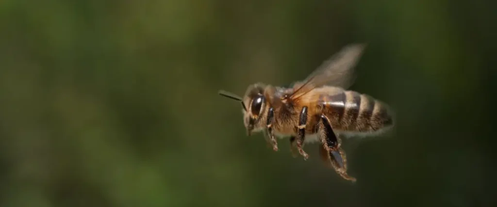 mosca abeja