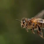mosca abeja