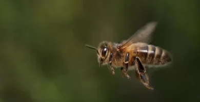 Crecen los avistamiento de moscas-abeja 5 mosca abeja