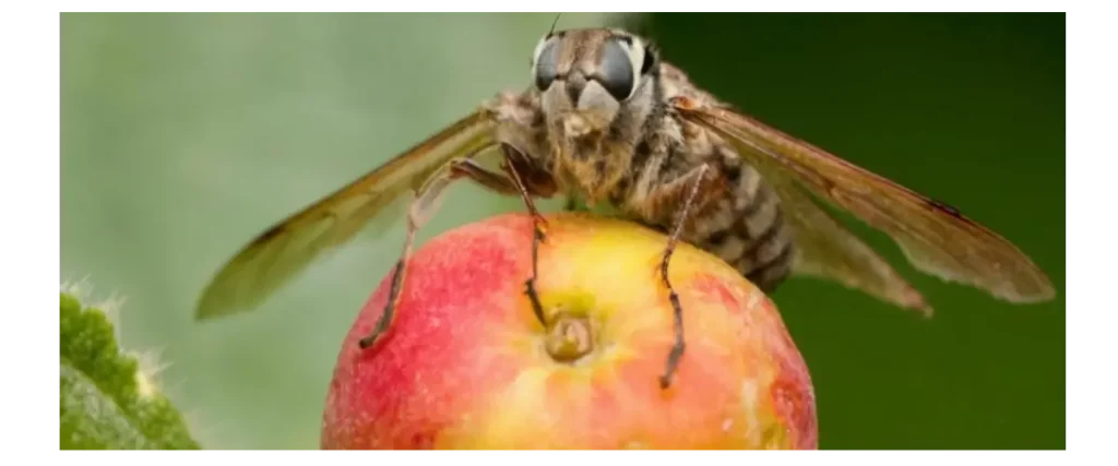 mosca de la fruta