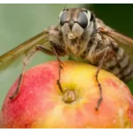 mosca de la fruta