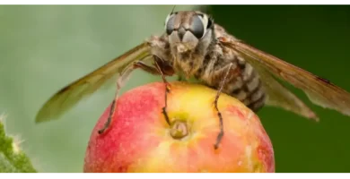 mosca de la fruta