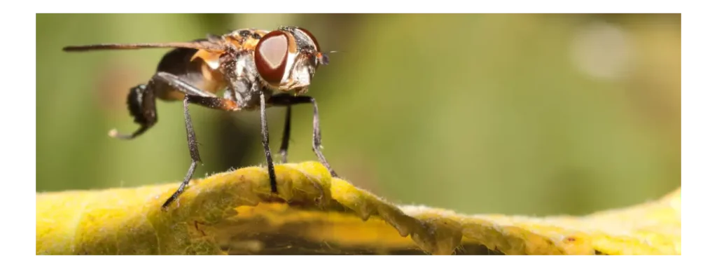 Mosca tse-tsé: Enfermedad del sueño 1 moscas tse tse