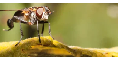 Mosca tse-tsé: Enfermedad del sueño 4 moscas tse tse