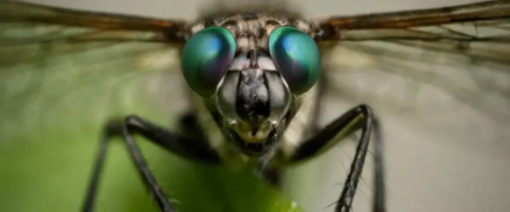 ojo de las moscas