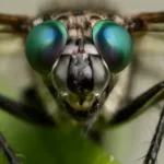 ojo de las moscas