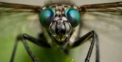 ojo de las moscas