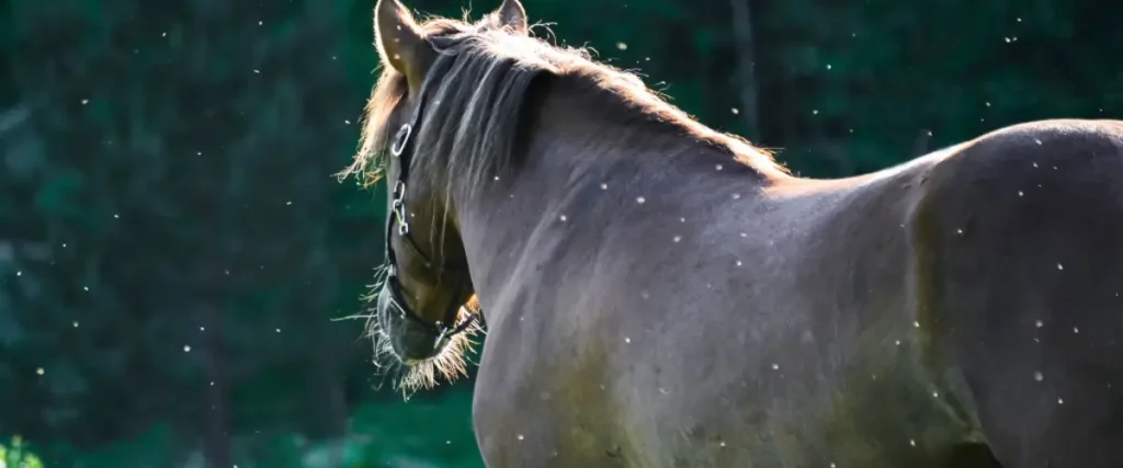 caballo moscas