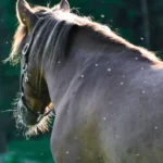 caballo moscas