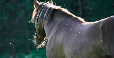 caballo moscas
