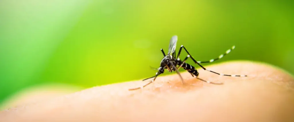 mosca del olivo