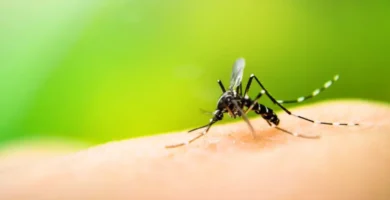 La mosca del olivo ¿Qué es y cómo tratarla? 6 mosca del olivo