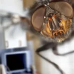 7 soluciones ahuyentar moscas