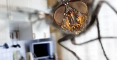 7 Soluciones naturales para repeler y eliminar las moscas de tu casa 11 7 soluciones ahuyentar moscas