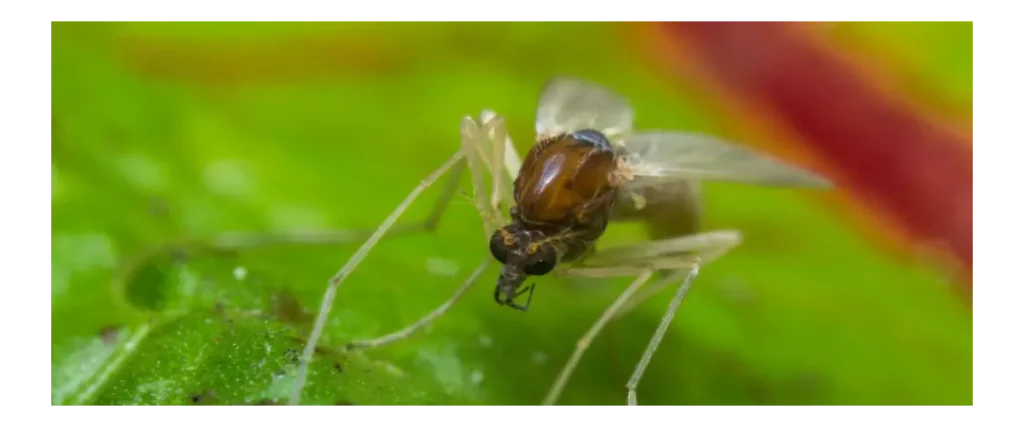 mosca de la arena