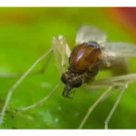 mosca de la arena