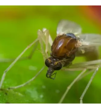 mosca de la arena