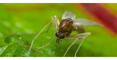 mosca de la arena