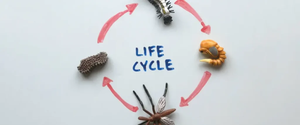 ciclo de vida de las moscas