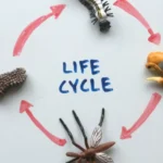 ciclo de vida de las moscas