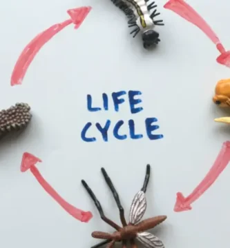 ¿Cuánto vive una mosca? 2 ciclo de vida de las moscas