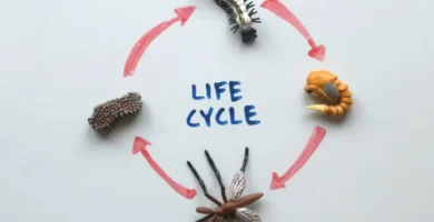 ciclo de vida de las moscas