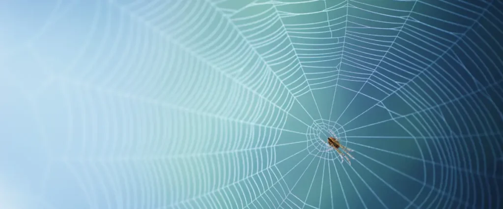 especie araña mosca