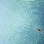 especie araña mosca