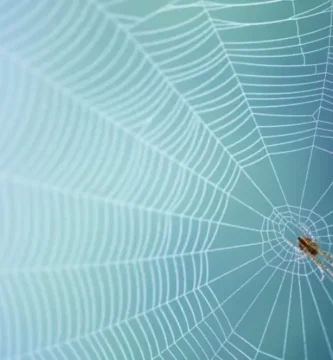 especie araña mosca