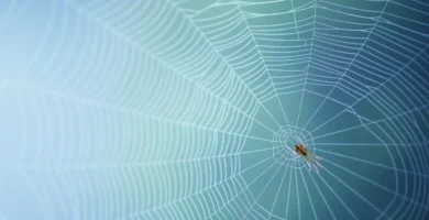 Descubren especie de mosca con apariencia de araña 8 especie araña mosca