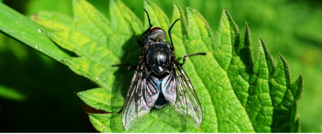 picadura de mosca negra
