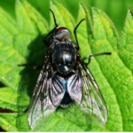 picadura de mosca negra