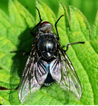 Síntomas de la picadura de la mosca negra 3 picadura de mosca negra