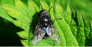 picadura de mosca negra