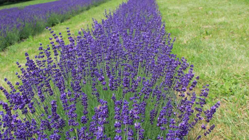 Lavanda en flor (Lavandula angustifolia), una de las plantas cuyo aroma se usa para repeler moscas